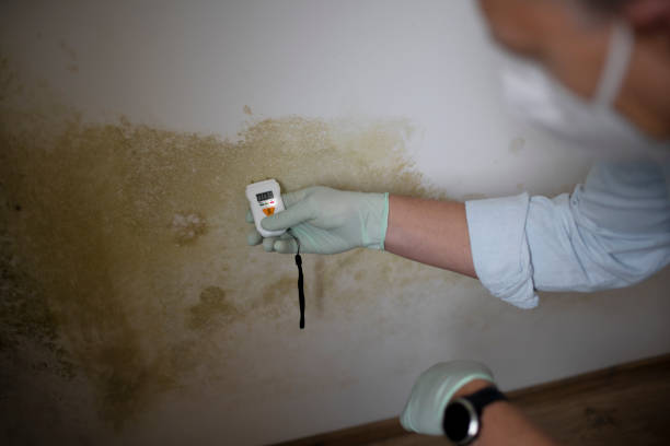 Best Black Mold Removal  in Hammond, IN